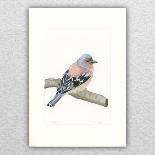Chaffinch print - A4 mounted to A3 - wildlife art - british art - bird art - colour pencil - drawing - giclee - illustration - painting