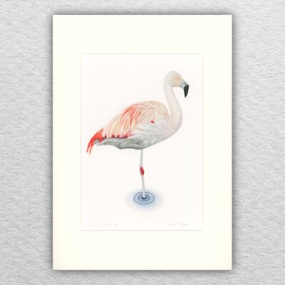 Stampa fenicottero - A5 montato su A4 - arte della fauna selvatica - arte britannica - arte degli uccelli - matita colorata - disegno - giclée - illustrazione - pittura
