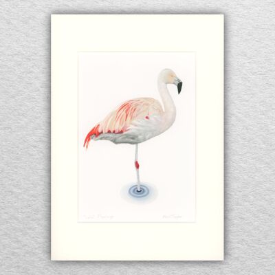 Flamingo print - A4 mounted to A3 - wildlife art - british art - bird art - colour pencil - drawing - giclee - illustration - painting