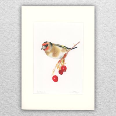Stieglitz-Druck – A5 auf A4 montiert – Tierkunst – britische Kunst – Vogelkunst – Farbstift – Zeichnung – Giclée – Illustration – Malerei