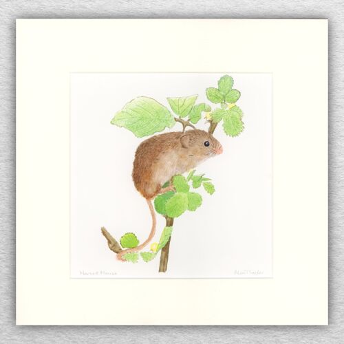 Harvest Mouse print - 8 x 8 inch mounted to 12 x 12 inch - wildlife art - british art - animal art - watercolour - ink - drawing - giclee - illustration - painting