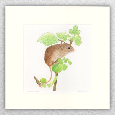 Harvest Mouse stampa - 8 x 8 pollici montato a 12 x 12 pollici - arte della fauna selvatica - arte britannica - arte animale - acquerello - inchiostro - disegno - giclée - illustrazione - pittura