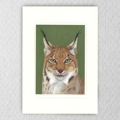 Impresión de lince - A4 montado en A3 - arte de la vida silvestre - arte europeo - arte animal - arte de grandes felinos - lápiz de color - dibujo - giclée - ilustración - pintura