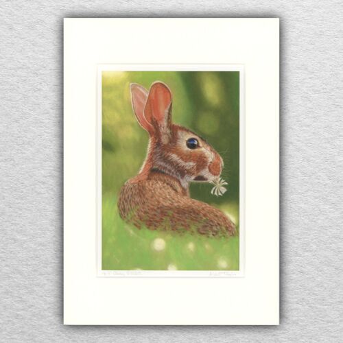 Rabbit print - A5 mounted to A4 - wildlife art - european art - animal art - pastel  - drawing - giclee - illustration - painting