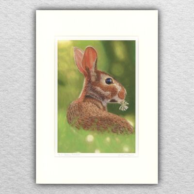 Stampa di coniglio - A5 montato su A4 - arte della fauna selvatica - arte europea - arte animale - pastello - disegno - giclée - illustrazione - pittura