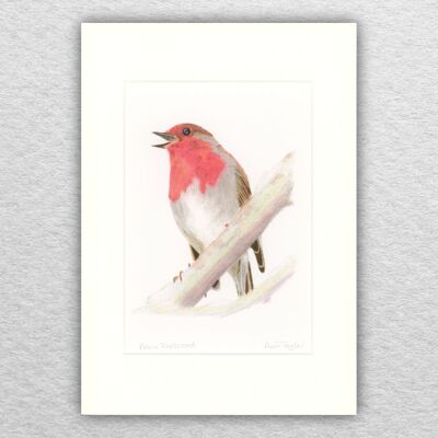 Robin stampa - A5 montato su A4 - arte della fauna selvatica - arte britannica - arte degli uccelli - matita colorata - disegno - giclée - illustrazione - pittura