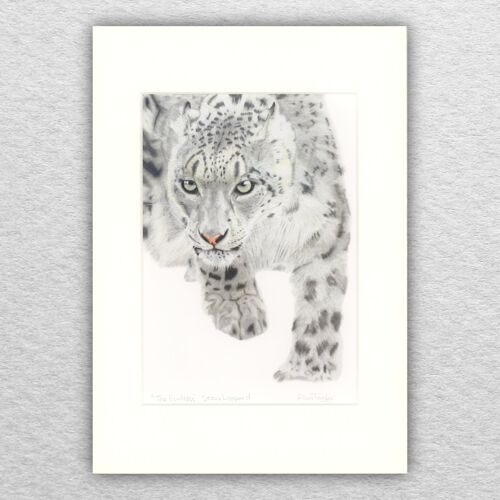 Snow Leopard print - A4 mounted to A3 - wildlife art - asia art - animal art - big cat art - colour pencil - drawing - giclee - illustration - painting