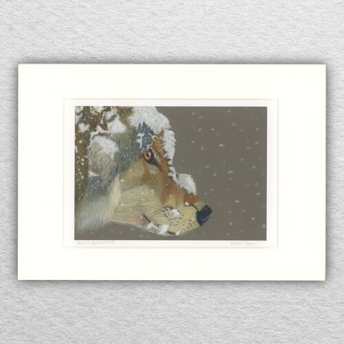 Snow Wolf print - A5 mounted to A4 - wildlife art - european art - animal art - pastel - drawing - giclee - illustration - painting ,
