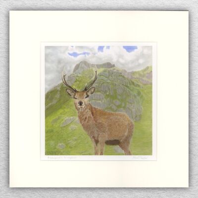 Hirschdruck – 8 x 8 Zoll montiert auf 12 x 12 Zoll – Tierkunst – britische Kunst – Tierkunst – Pastell – Zeichnung – Giclée – Illustration – Malerei