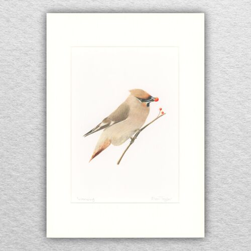 Waxwing print -A4 mounted to A3 - wildlife art - british art - bird art - colour pencil - drawing - giclee - illustration - painting