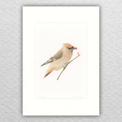 Waxwing stampa -A4 montato su A3 - arte della fauna selvatica - arte britannica - arte degli uccelli - matita colorata - disegno - giclée - illustrazione - pittura