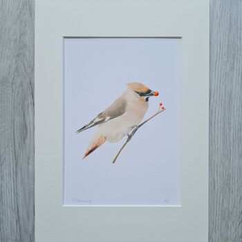 Waxwing print - A4 monté sur A3 - art animalier - art britannique - art oiseau - crayon de couleur - dessin - giclée - illustration - peinture 2