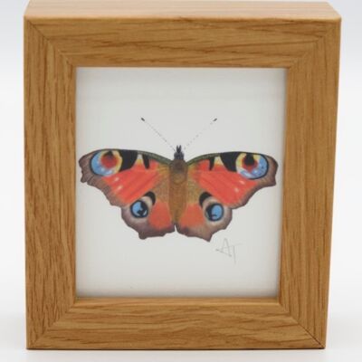 Stampa in miniatura della farfalla del pavone - Cornice della scatola - Arte in miniatura - da collezione, 10,5 cm di altezza x 9,5 cm di larghezza, con una profondità di 3,5 cm
