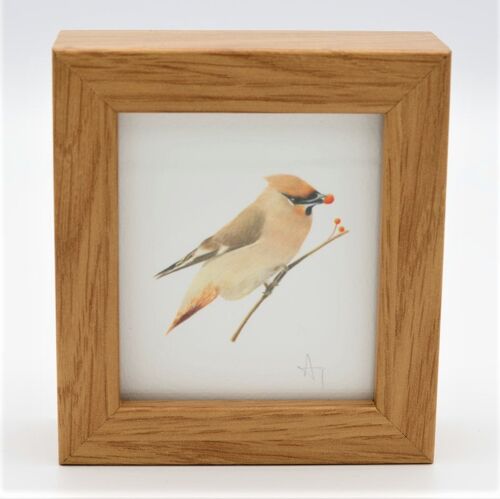 Waxwing Miniature Print - Box Frame - miniature art - collectible , 10.5cm h x 9.5cm w, with a 3.5cm depth