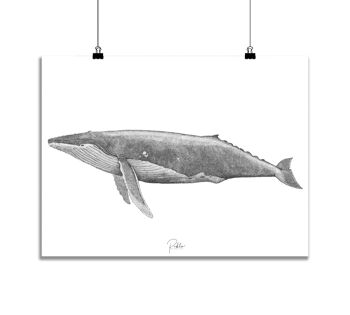 "Whale" screen print / 50x70cm - Black 2