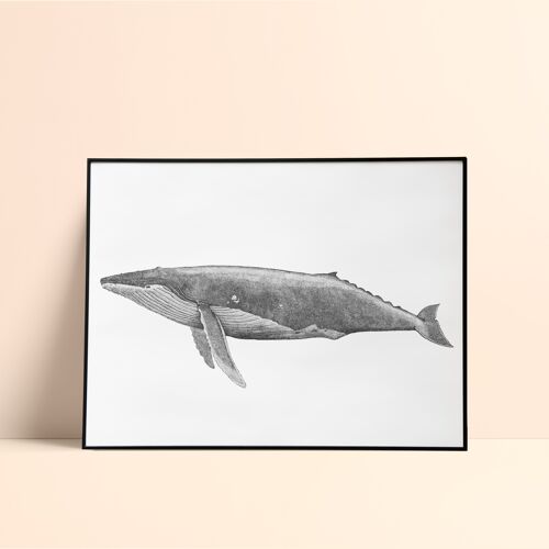 "Whale" screen print / 50x70cm - Black