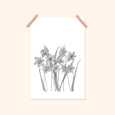 Narcissus Mini Poster/ Black