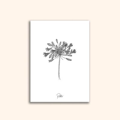 Floral cards to frame "Agapanthus"