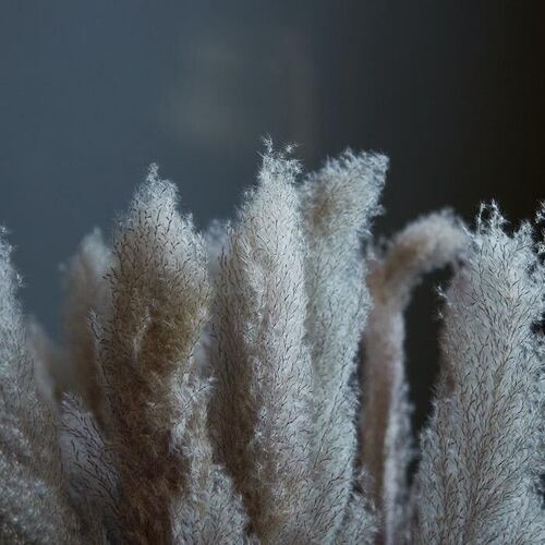 Pampas Grass Bunch - Abigail Ahern