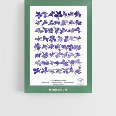 Dauphinelle violet profil  21x30cm - pochette