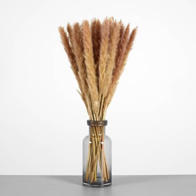 Small Pampas Grass in Natural Brown - Bunch of 30, Stems Natural Dried Flowers