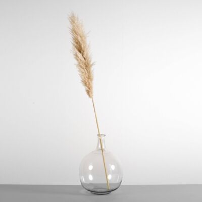 Dried Pampas Grass in Cream - 90cm Length (1 Stem)