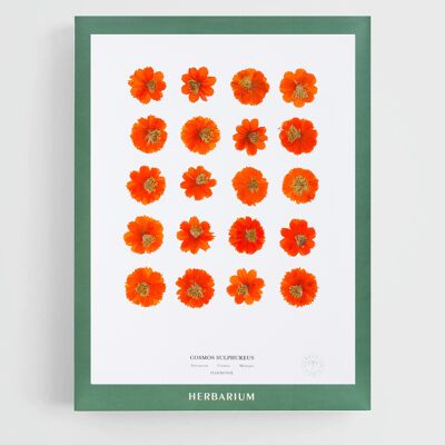 Cosmos orange 30x40cm - pochette