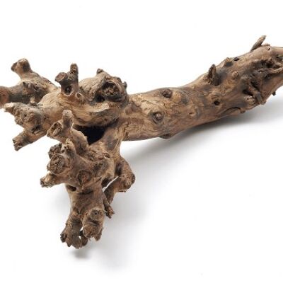 Mulberry root, 40-50cm, whitewashed