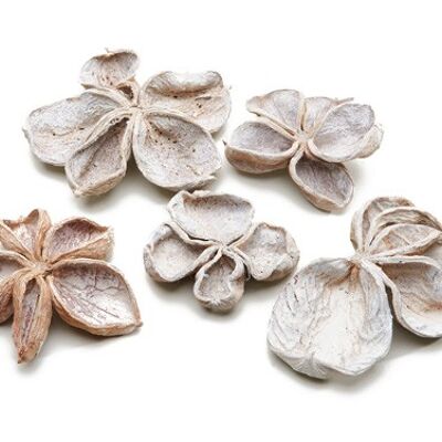 Country lotus, about 10cm, 15 pieces / bag, whitewashed