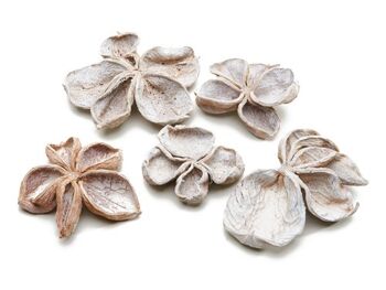 Lotus champêtre, environ 10 cm, 15 pièces / sac, blanchi à la chaux