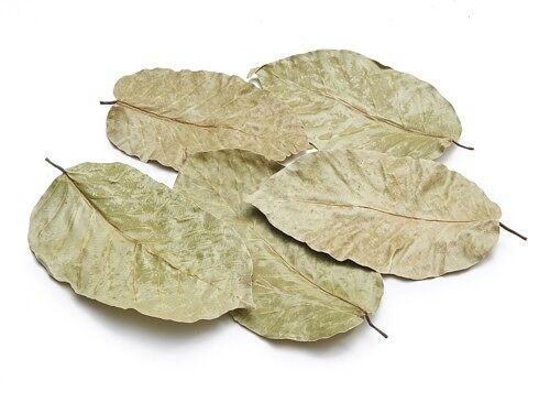 Blätter „Sal,“ 50 Stk., 15cm, naturgrün