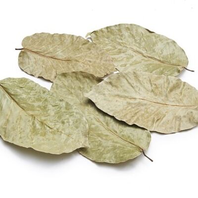 Leaves "Sal," 50 pieces, 15cm, natural green