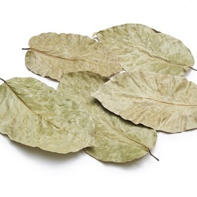 Leaves "Sal," 50 pieces, 15cm, natural green