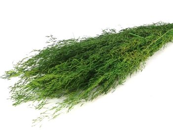 Munni Grass, environ 100g, environ 60cm, vert