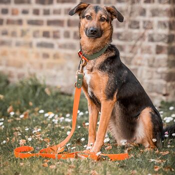 Collier pour chien Outdoor - Imperméable - Orange/Vert 4