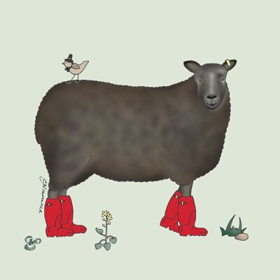 Field & Farm Range - Woolly Welsh Mountain