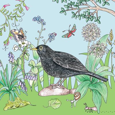 Little Nature Explorers Range - Blackbird & Friends