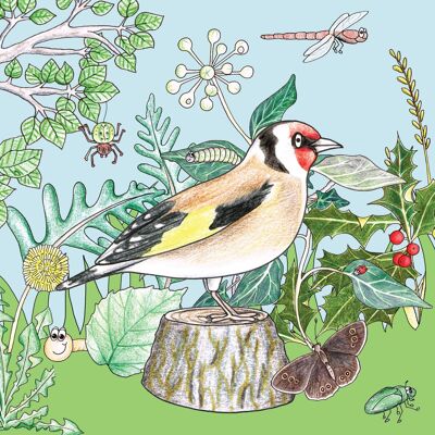 Little Nature Explorers Range - Goldfinch & Friends