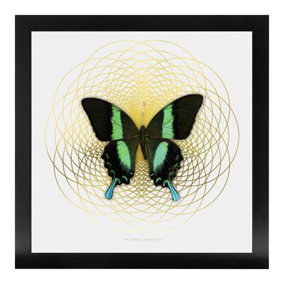 SPIRO Green Swallowtail: gold/ white