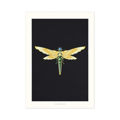 ZELLANDINE'S DRAGONFLY: art print