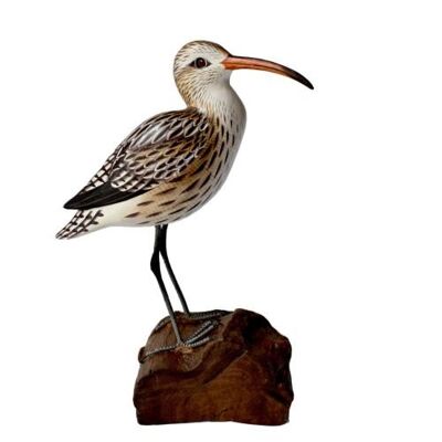 Curlew on tree trunk (BNB005)