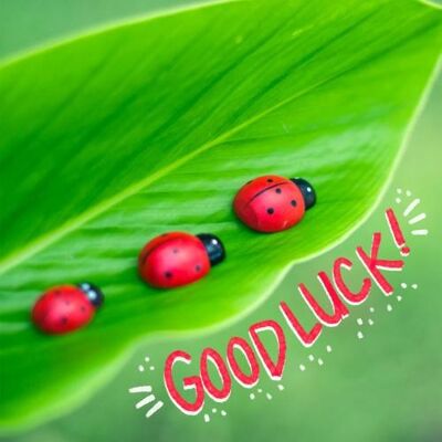 Greetings card, ladybirds 'Good Luck' (FM230)