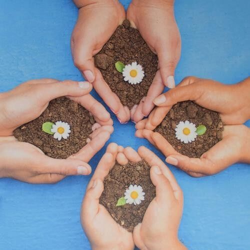 Greetings card, daisies and soil in hands (FM239)