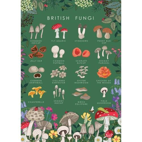 Greetings card "British fungi" 12x17cm (HOG57AS105)