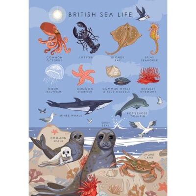 Greetings card "British sealife" 12x17cm (HOG57AS106)