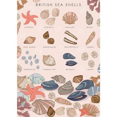 Greetings card "British sea shells" 12x17cm (HOG57AS63)