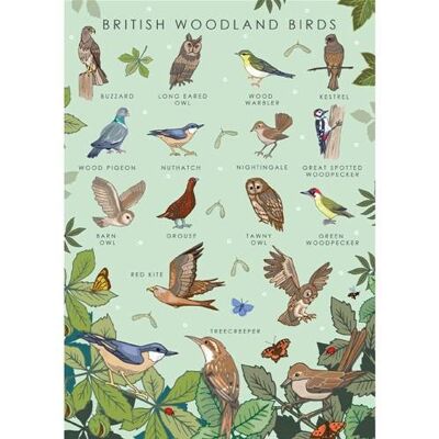 Greetings card "British woodland birds" 12x17cm (HOG57AS65)