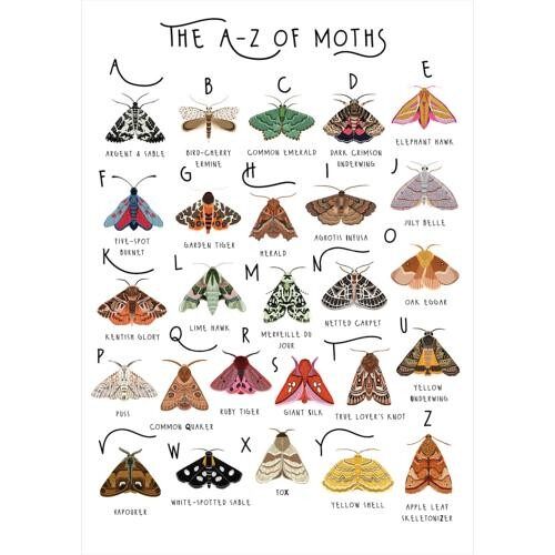 Greetings card "A-Z of Moths" 12x17cm (HOG57BB62)