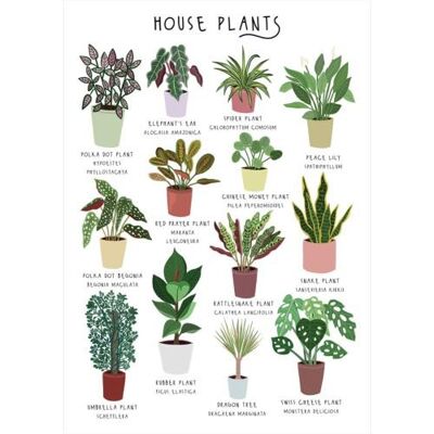 Greetings card "House Plants" 12x17cm (HOG57BB64)