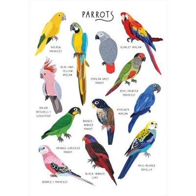 Greetings card "Parrots" 12x17cm (HOG57BB65)